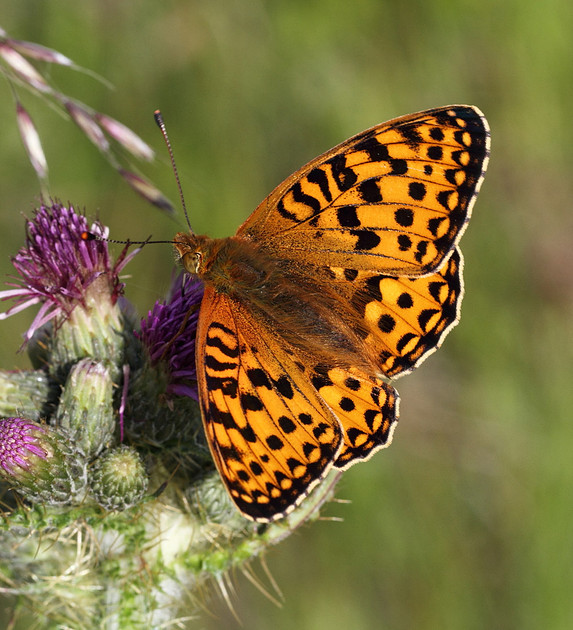 Dark Green Fritillary