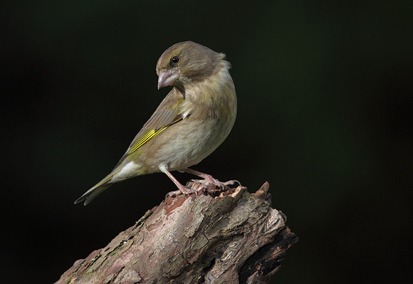 Female Greenfinch