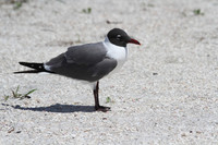 Laughing Gull