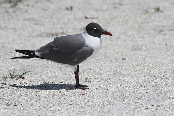 Laughing Gull