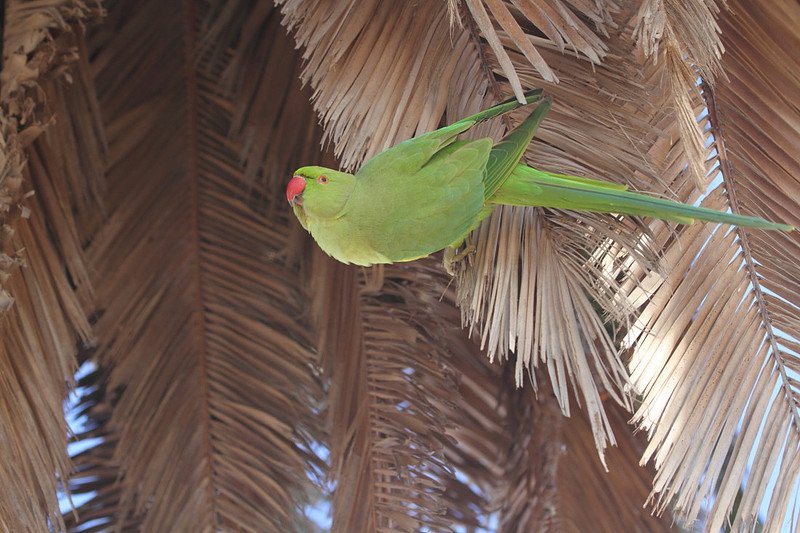 Ring Necked Parakeet