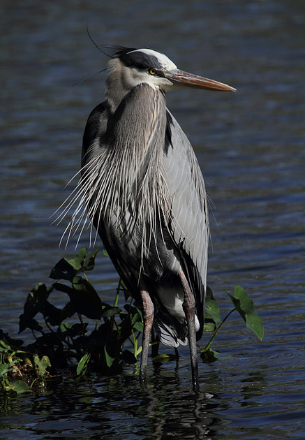 Great Blue Heron