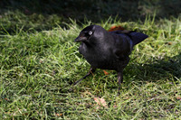 Jackdaw