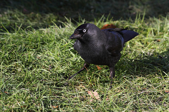 Jackdaw