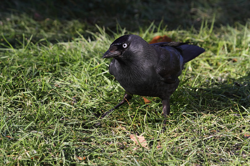 Jackdaw
