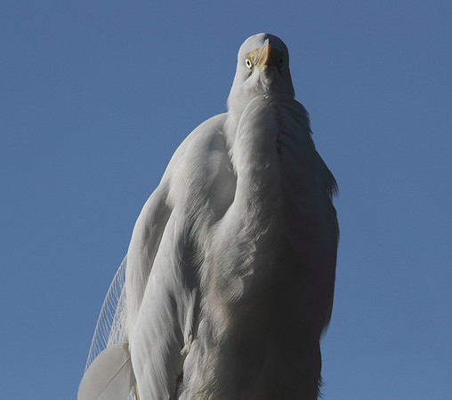 Great Egret