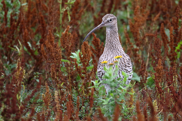 Curlew
