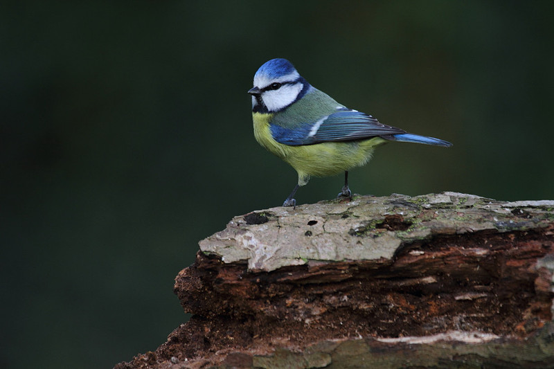 Blue Tit