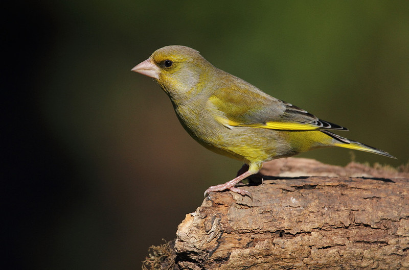 Male Greenfinch