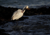 Spoonbill preening