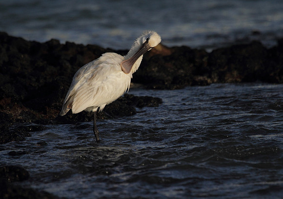 Spoonbill preening