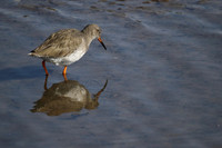 Redshank