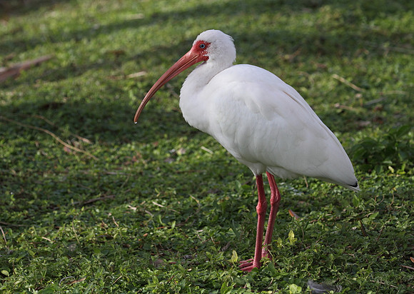 White Ibis