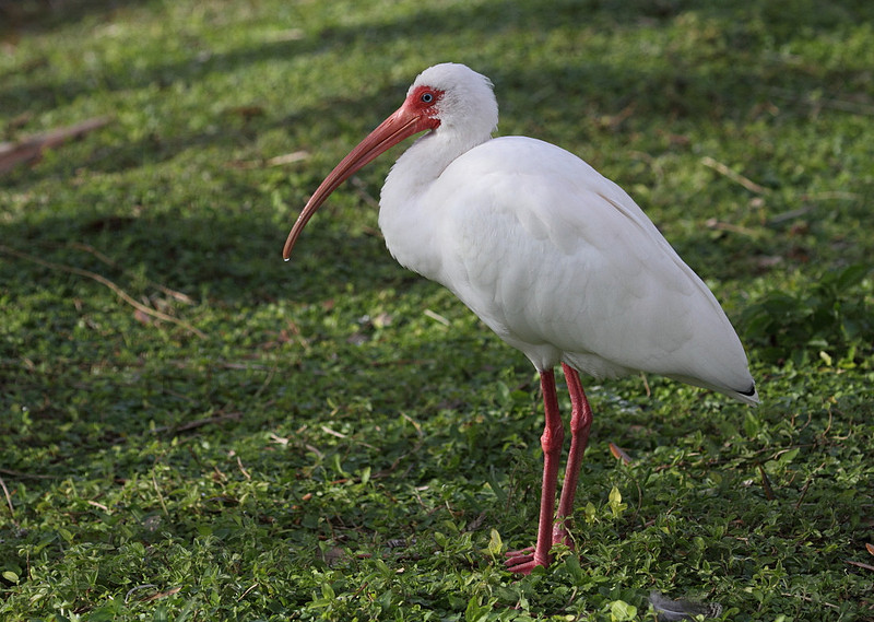 White Ibis