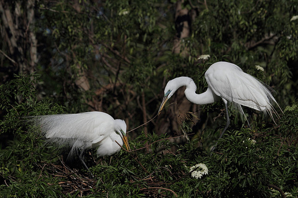 Great Egrets building nest