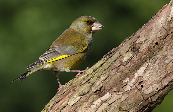 Male Greenfinch