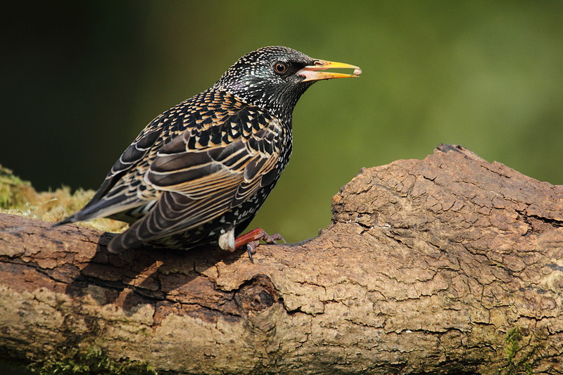 Starling