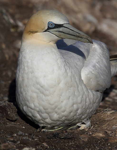 Gannet on nest