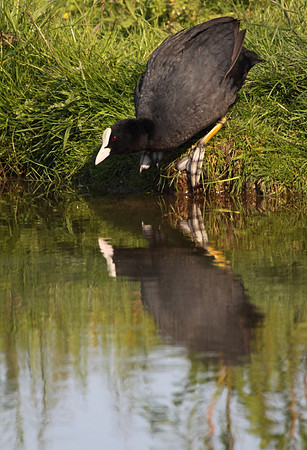 Coot