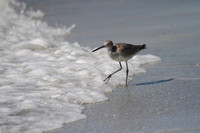 Willet