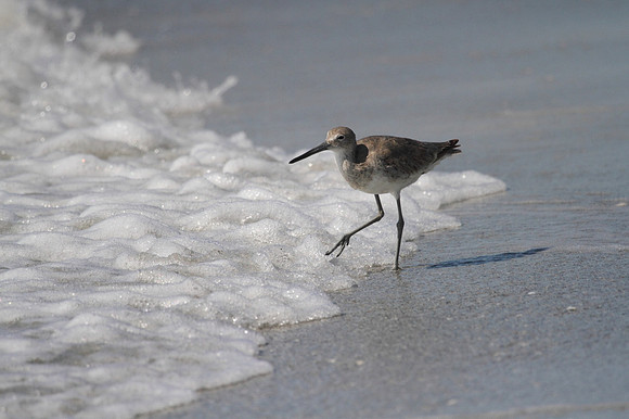 Willet