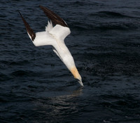 Gannet dive
