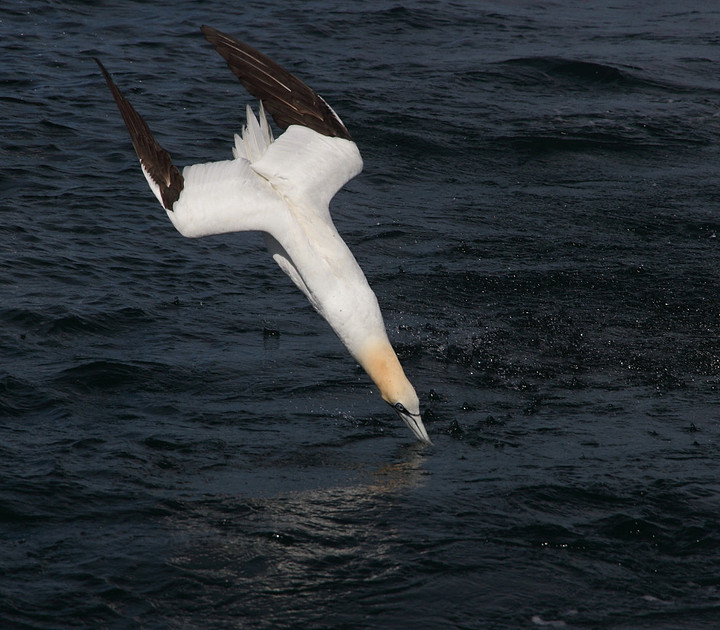 Gannet dive