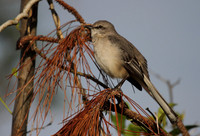 Northern Mocking Bird