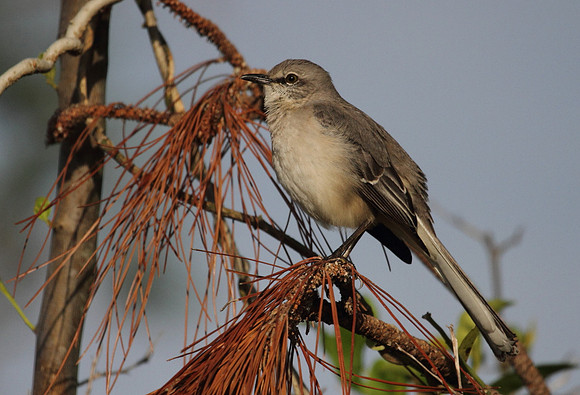 Northern Mocking Bird