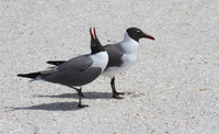 Laughing Gulls