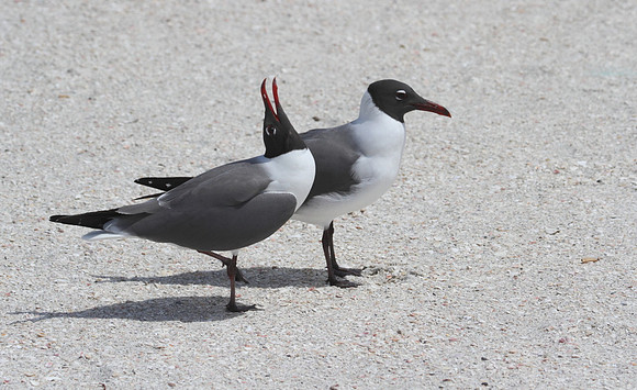 Laughing Gulls