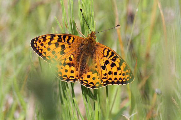 Dark Green Fritillary