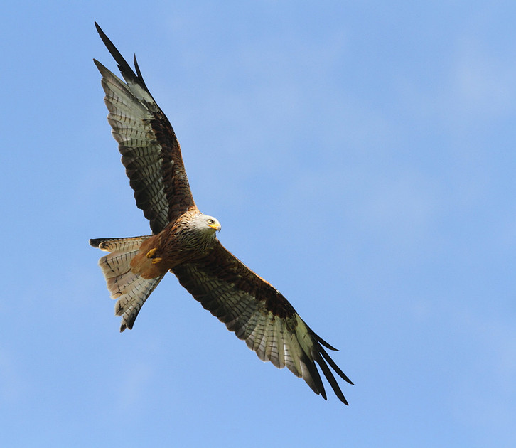 Red Kite