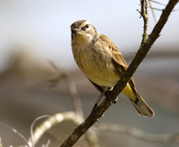 Palm Warbler