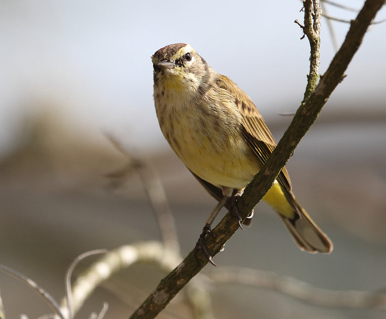 Palm Warbler