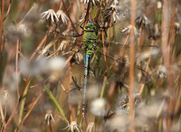 Emperor Dragonfly