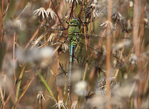 Emperor Dragonfly