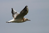 Black Headed Gull in Flight (Juvenile)