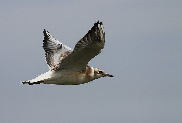 Black Headed Gull in Flight (Juvenile)