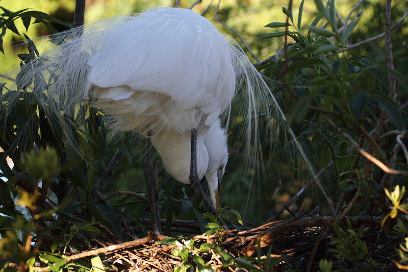 Great Egret tending nest