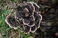 Many Zoned Polypore