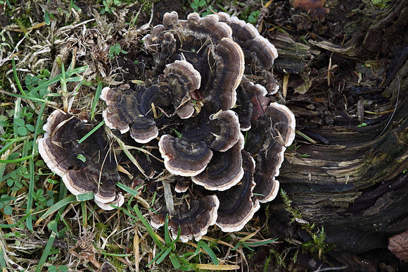 Many Zoned Polypore