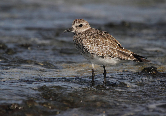 Grey Plover