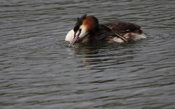 Great Crested Grebe
