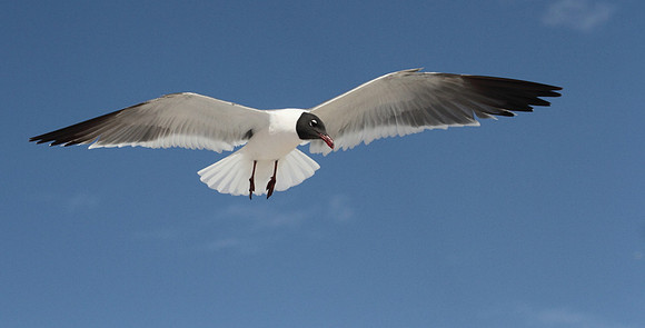 Laughing Gull