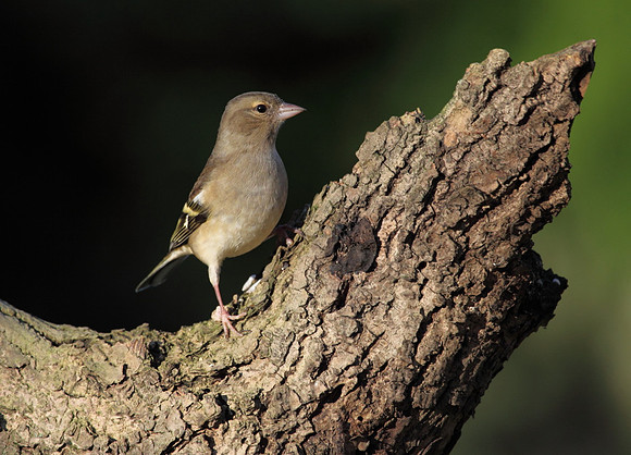 Female Chaffinch