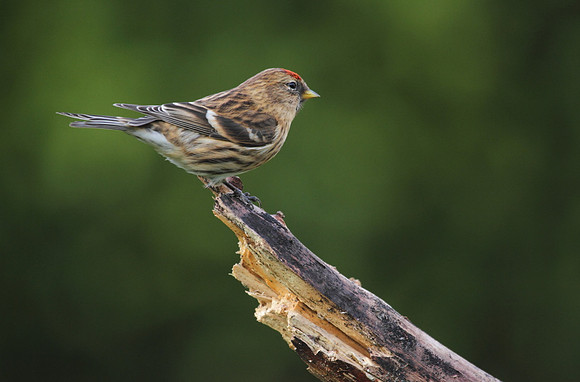 Redpoll