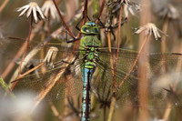 Emperor Dragonfly