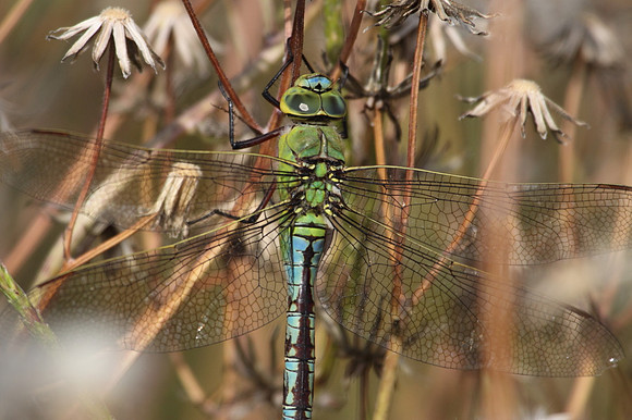 Emperor Dragonfly