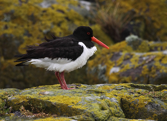 Oystercatcher
